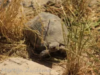 Klokschildpad [Testudo marginata]